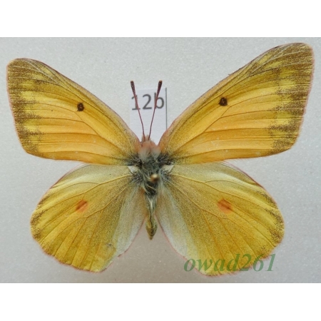 Colias krauthii kluanensis Ferris, 1981 female Canada12b